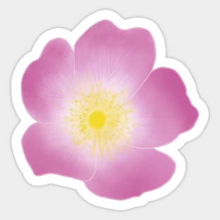 Wild Rose (Rosa acicularis) Sticker